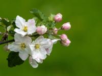 Apfelbaum Blüten mit Knospen